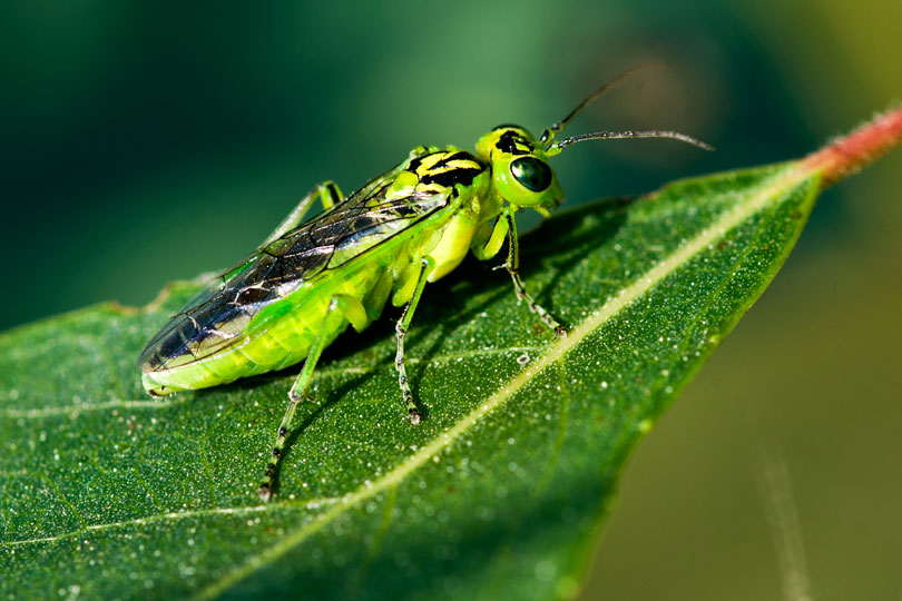 Tenthredinidae, Rhogogaster sp.