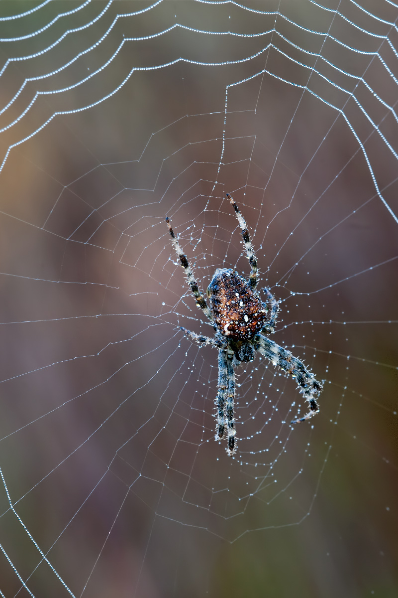 Araneus diadematus