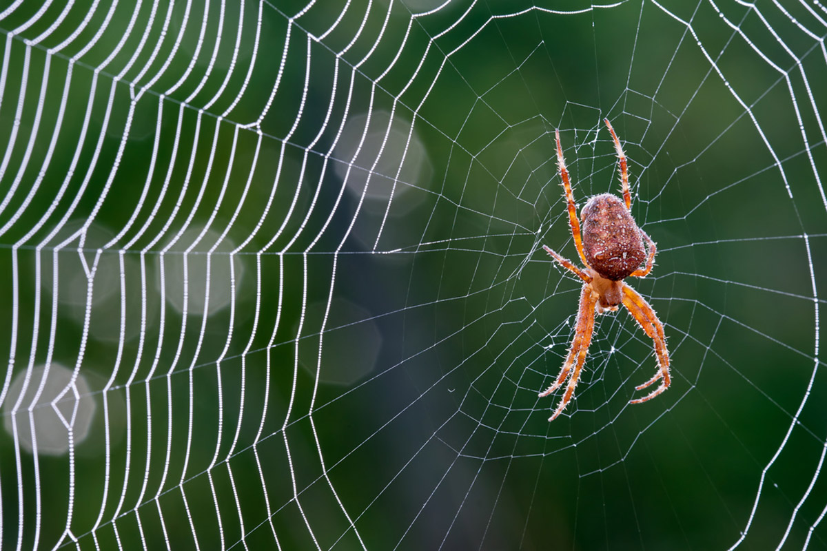 Araneus diadematus