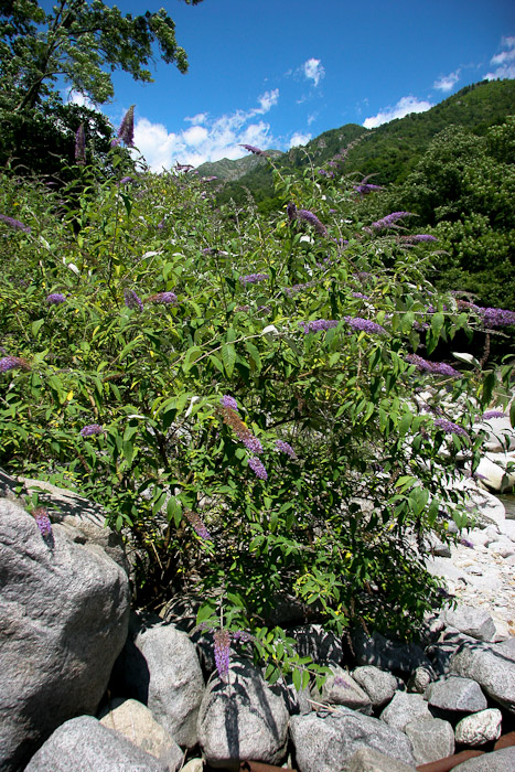 Buddleja davidii / Buddleja