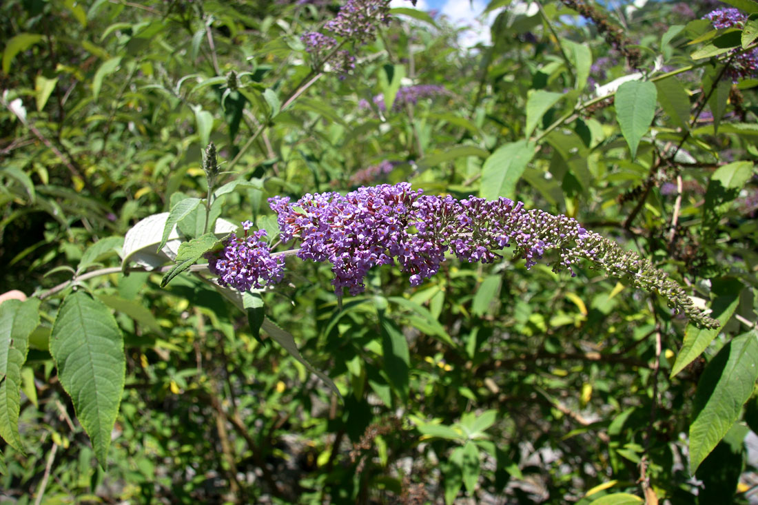 Buddleja davidii / Buddleja