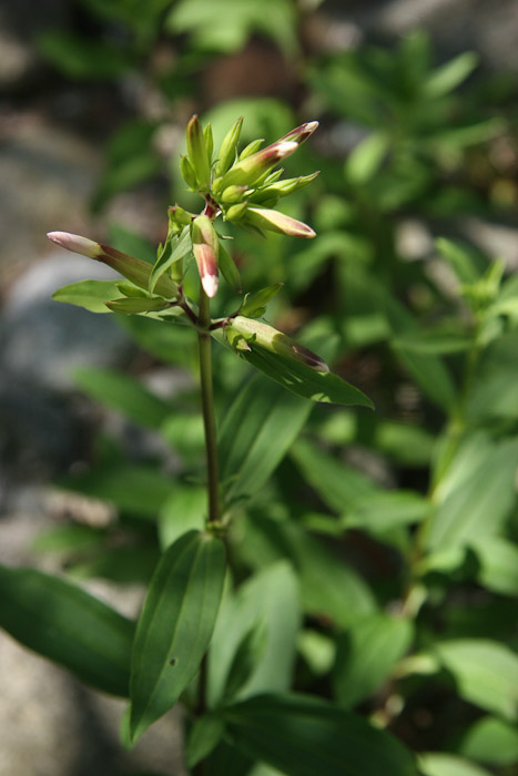 Saponaria officinalis