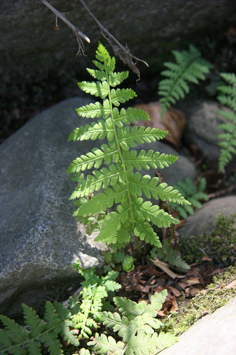 pteridofita 1 - Dryopteris sp