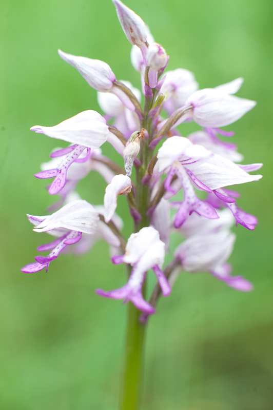 Neotinea tridentata e Orchis militaris