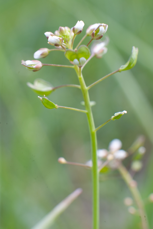 Da determinare - Thlaspi sp.