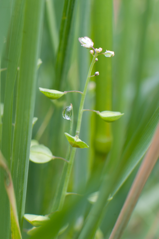 Da determinare - Thlaspi sp.