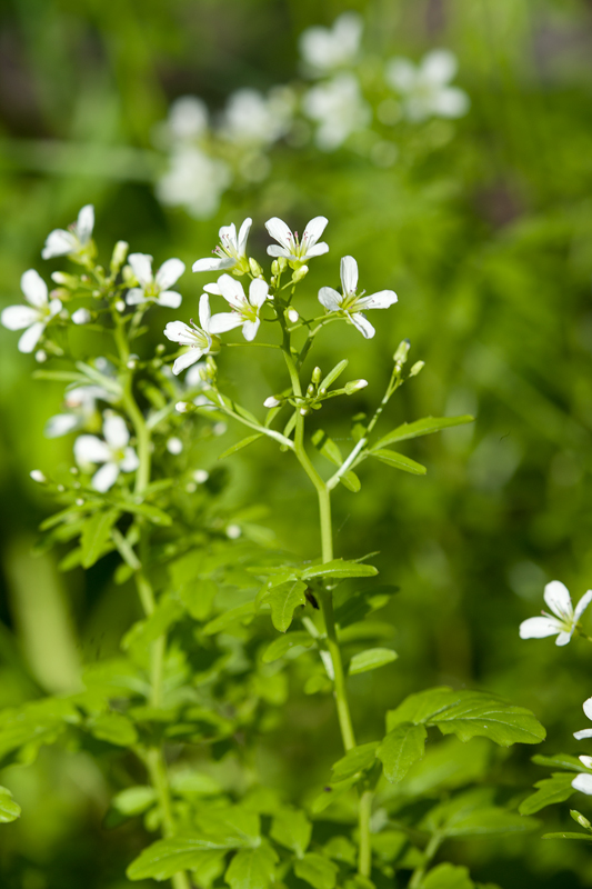 Cardamine amara L.