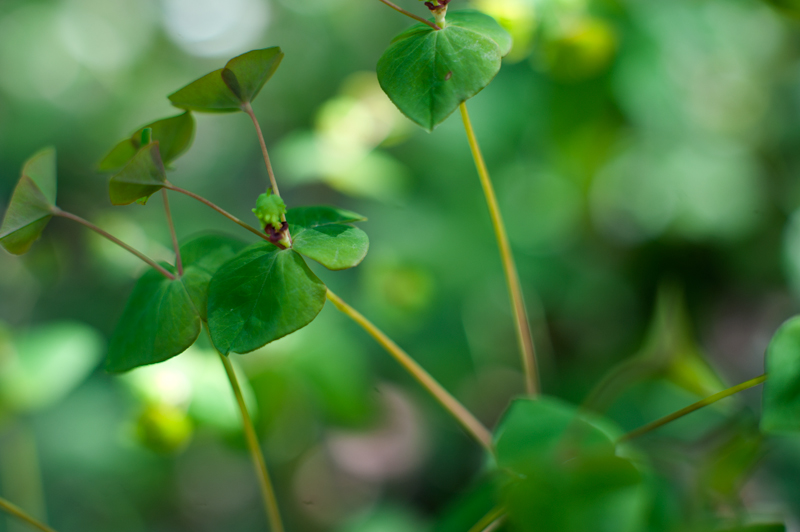 Da determinare - Euphorbia dulcis