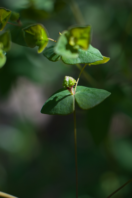 Da determinare - Euphorbia dulcis