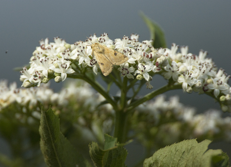 sulla prateria sommitale del Sasso Simone.- Sambucus ebulus