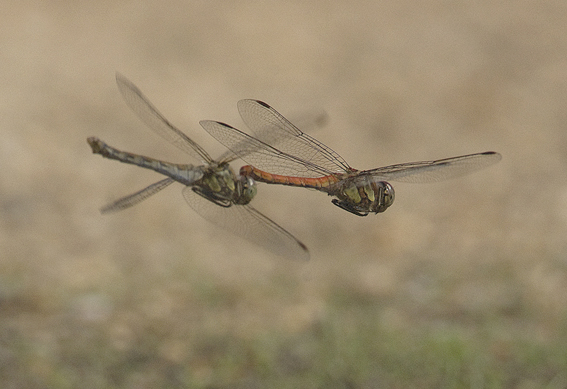 Sympetrum fonscolombii? - No, Sympetrum striolatum