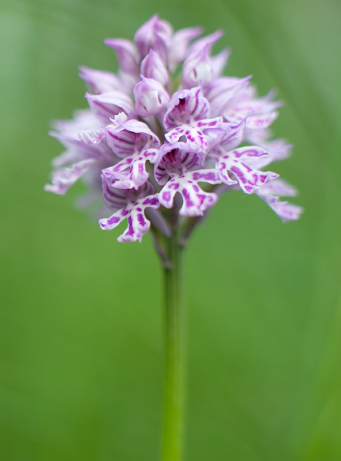 Neotinea tridentata e Orchis militaris