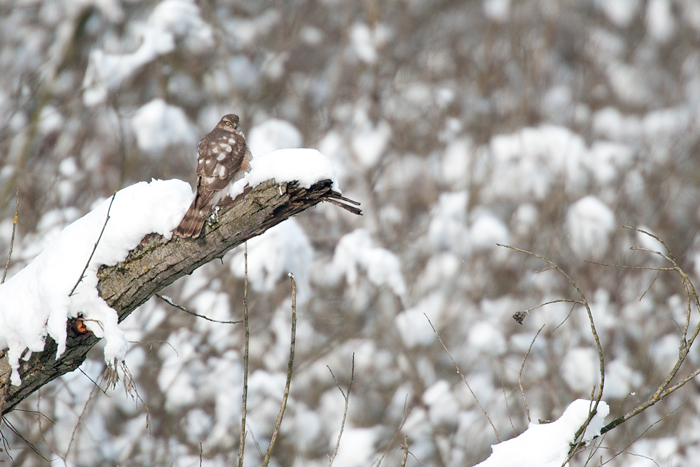 Sparviere o ....identificazione