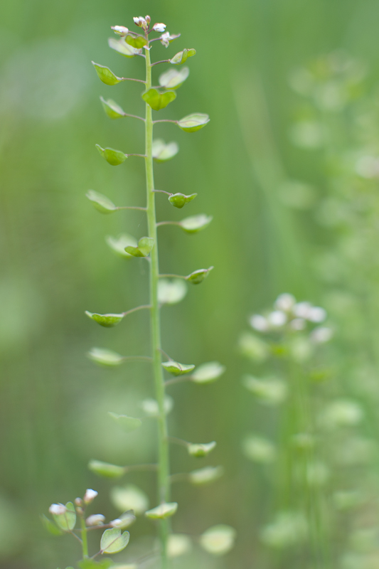 Da determinare - Thlaspi sp.