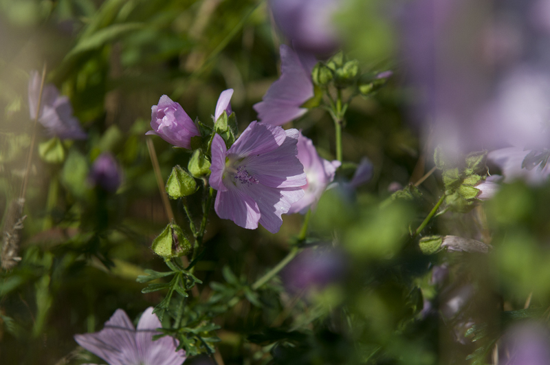 che fiore ??? - Malva sp.