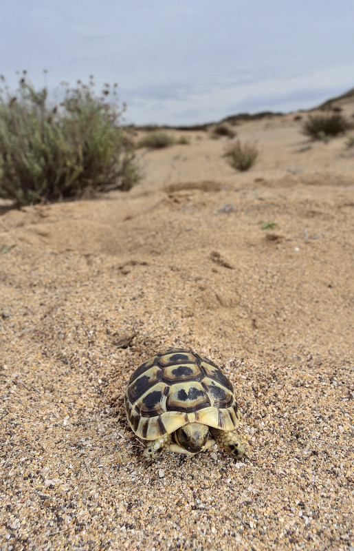 Testudo graeca nabeulensis