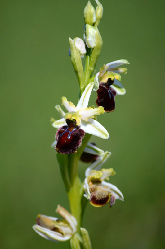 Ophrys sphegodes subsp. praecox