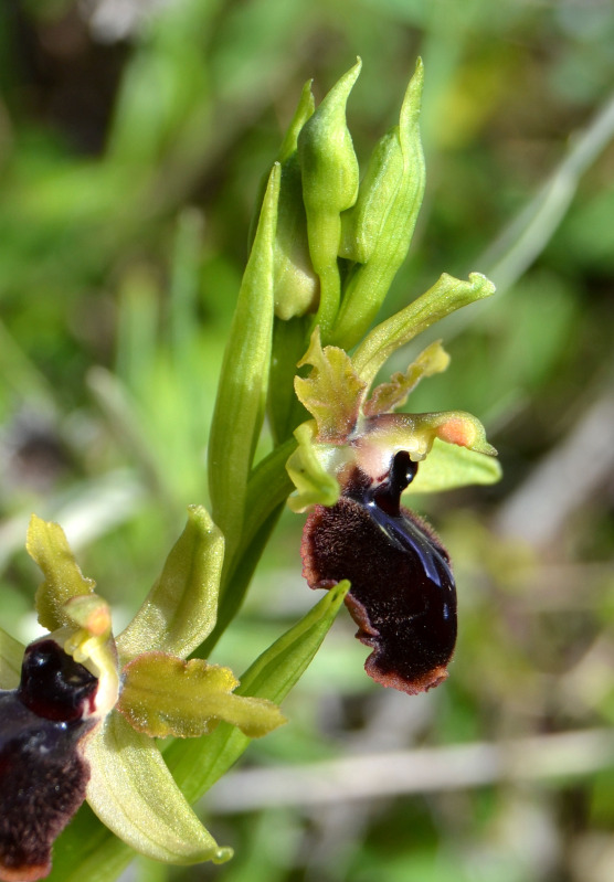 Ophrys passionis subsp. passionis in Sardegna