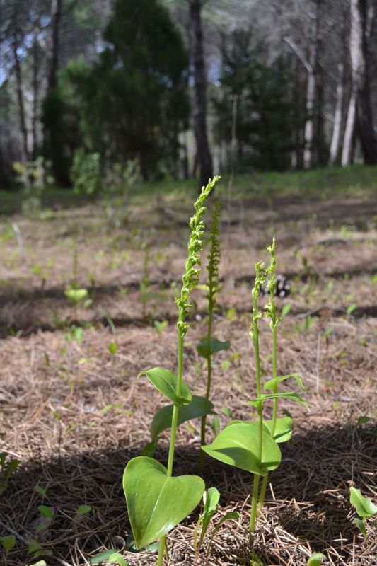 Gennaria diphylla