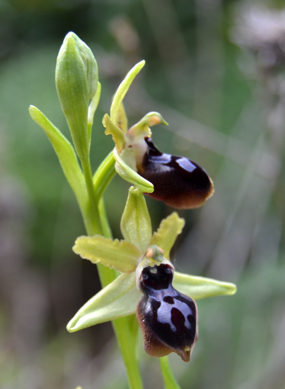 Ophrys passionis subsp. passionis in Sardegna