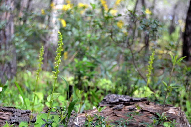 Gennaria diphylla