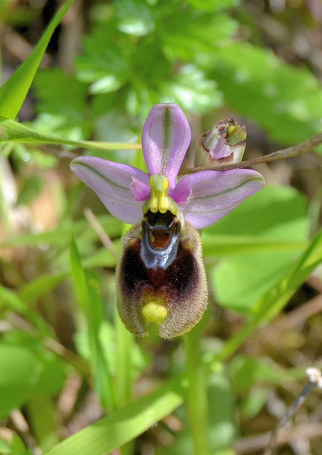 Ophrys chestermanii, morisii e presunta normanii