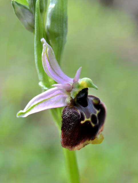 Ophrys chestermanii, morisii e presunta normanii