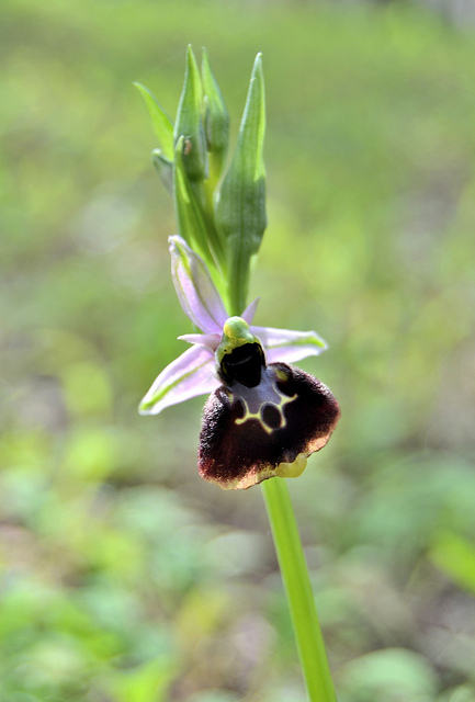 Ophrys chestermanii, morisii e presunta normanii