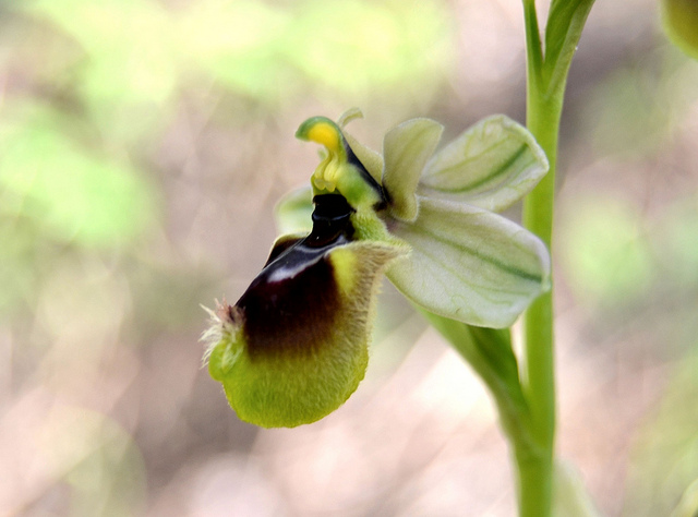 Ophrys chestermanii, morisii e presunta normanii