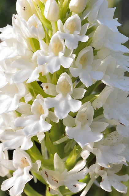 Anacamptis pyramidalis f. nivea e A. laxiflora