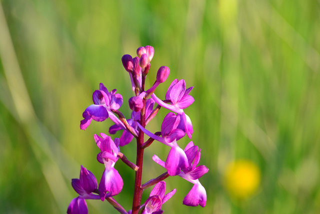 Anacamptis pyramidalis f. nivea e A. laxiflora