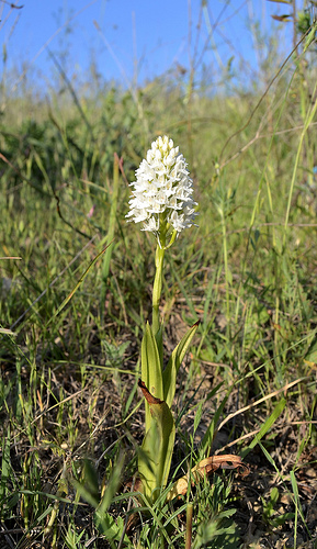 Anacamptis pyramidalis f. nivea e A. laxiflora