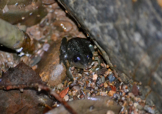 Pelophylax sp.