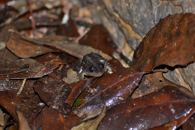 Pelophylax sp.