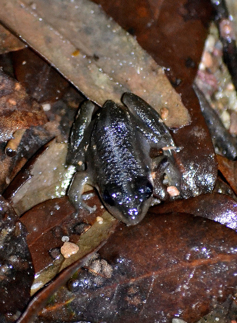 Pelophylax sp.