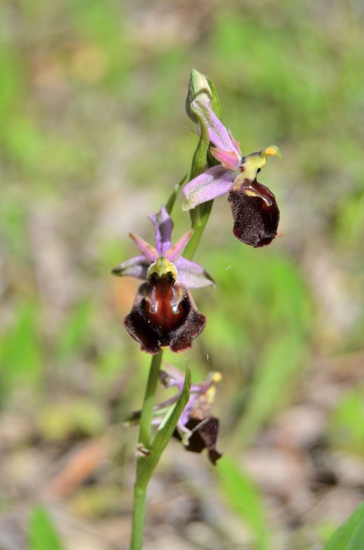 Ophrys chestermanii, morisii e presunta normanii