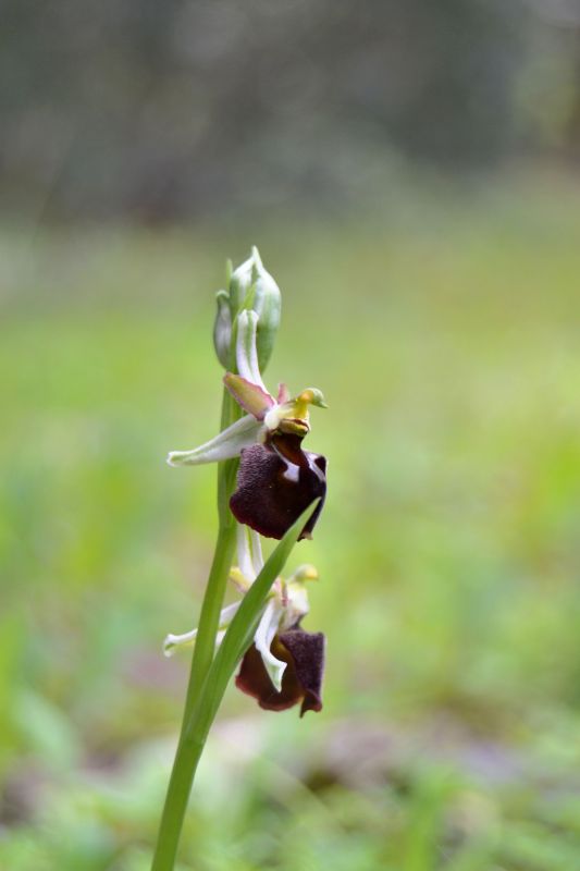 Ophrys chestermanii, morisii e presunta normanii