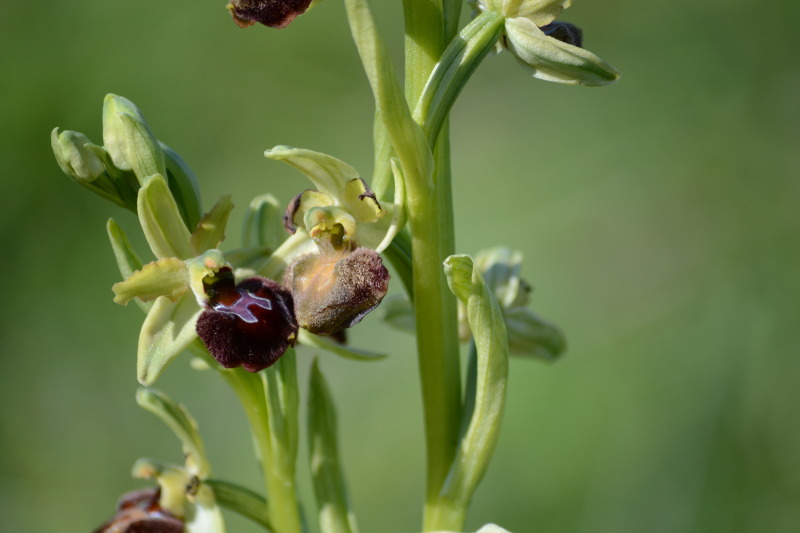 Ophrys sphegodes subsp. praecox