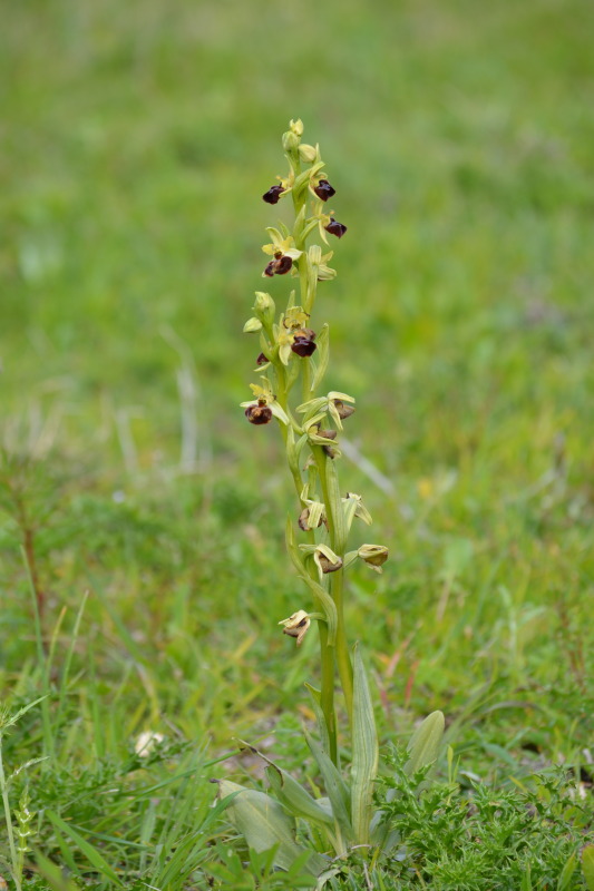 Ophrys sphegodes subsp. praecox