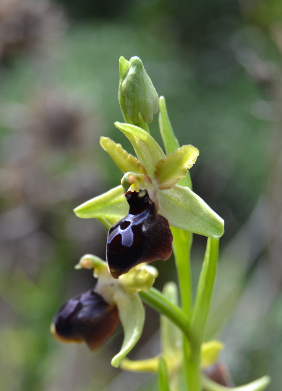 Ophrys passionis subsp. passionis in Sardegna