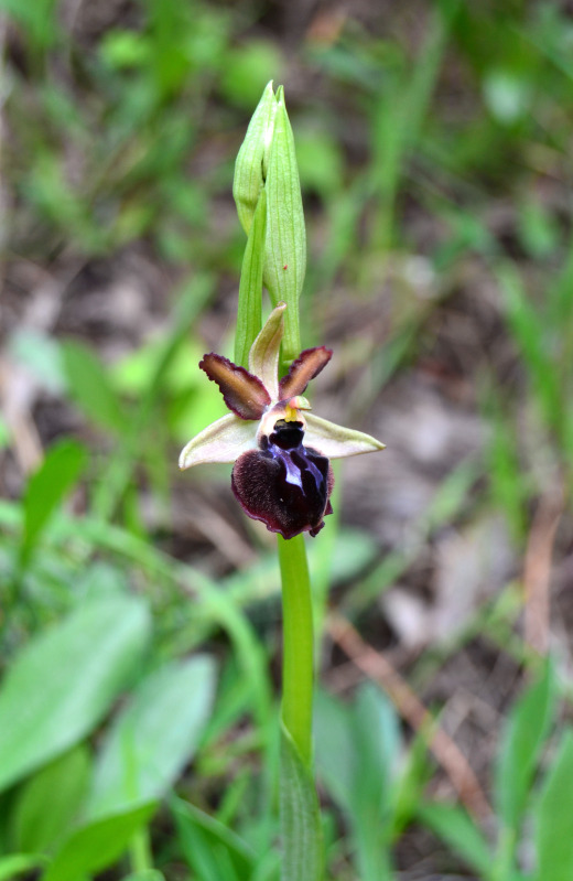 Ophrys passionis subsp. passionis in Sardegna