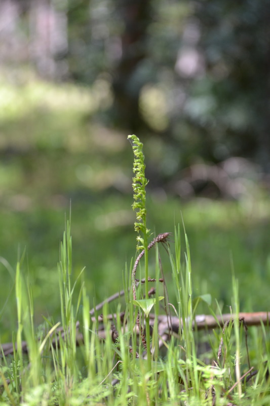 Gennaria diphylla