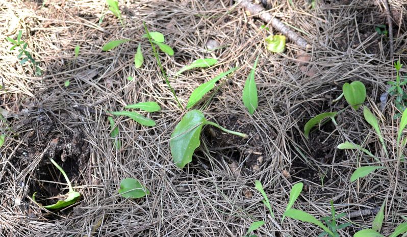 Gennaria diphylla