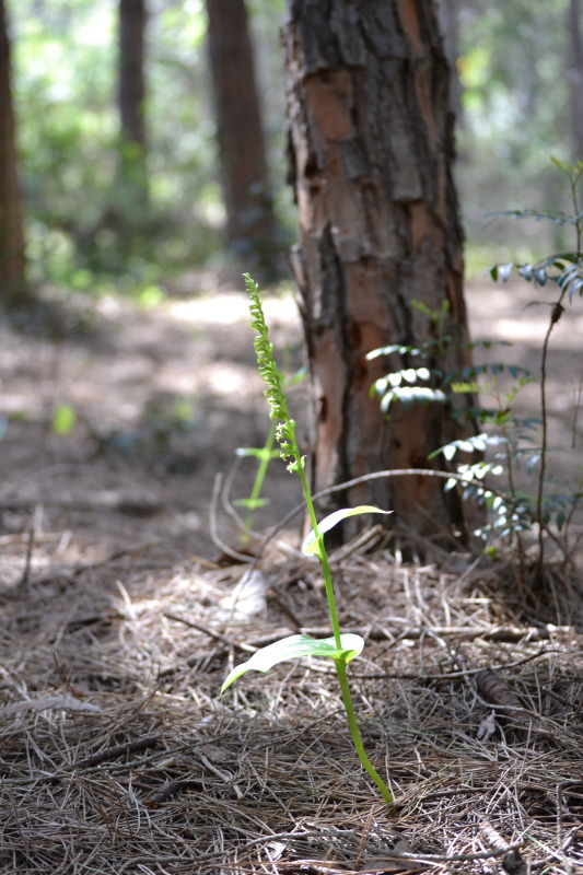 Gennaria diphylla