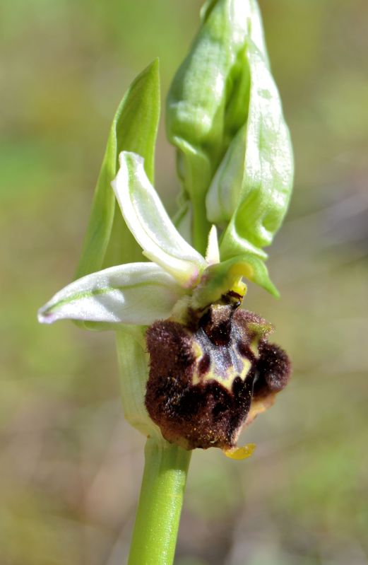 Ophrys chestermanii, morisii e presunta normanii