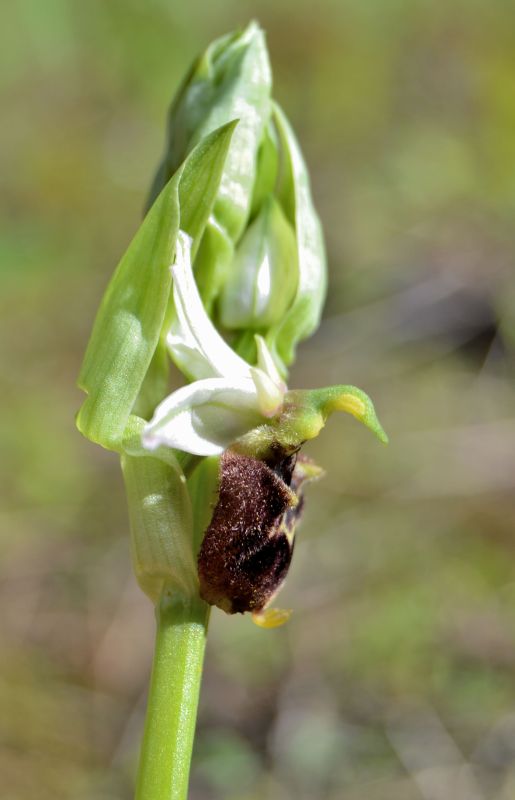 Ophrys chestermanii, morisii e presunta normanii