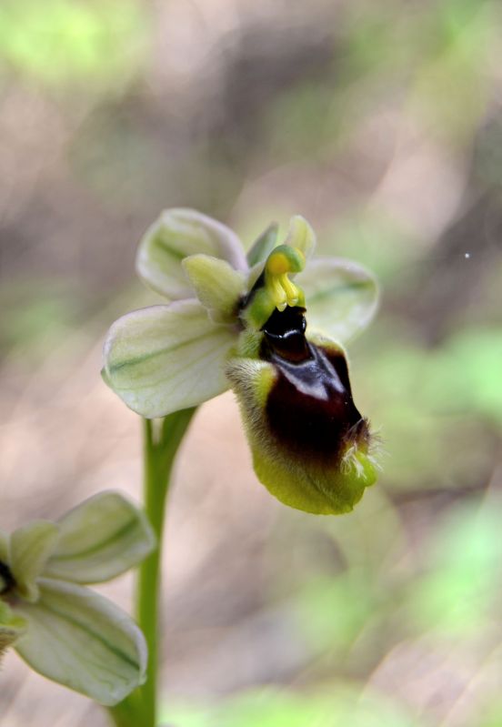 Ophrys chestermanii, morisii e presunta normanii