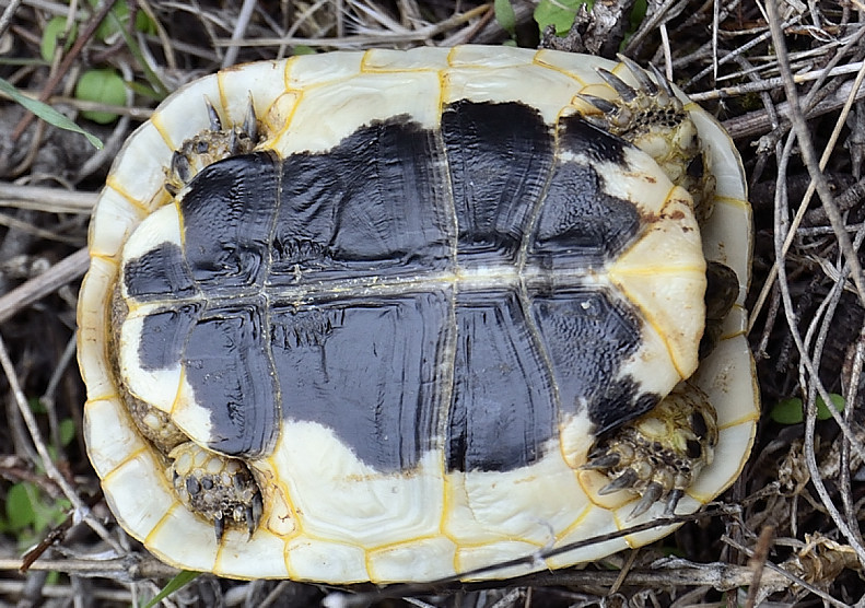 Testudo graeca nabeulensis