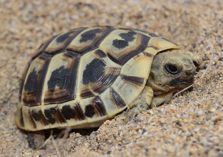 Testudo graeca nabeulensis