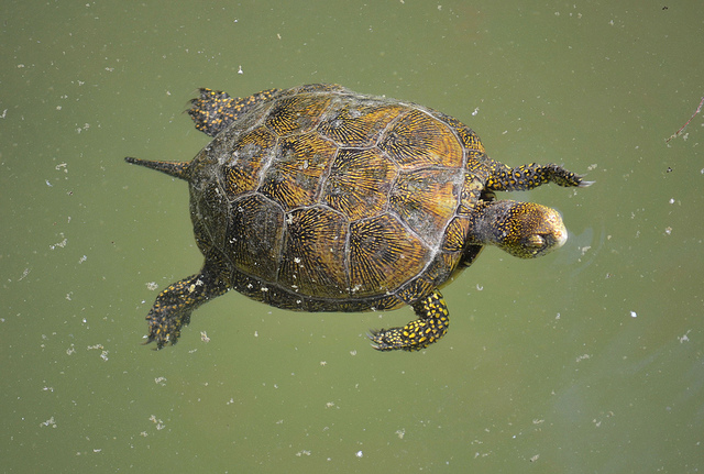 Emys orbicularis cittadine